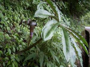 药用昆虫大斑蝥养殖技术
