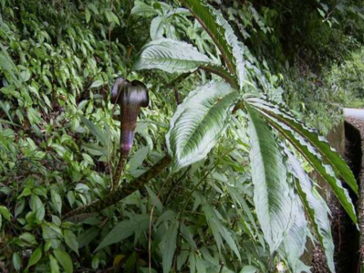 药用昆虫大斑蝥养殖技术