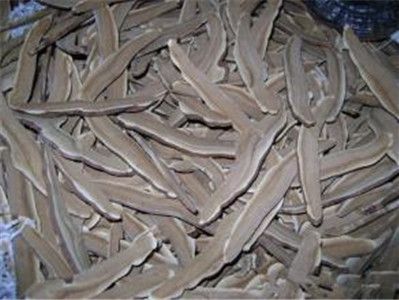 水茄的功效与作用