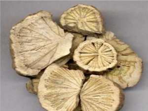 茜草高产栽培技术